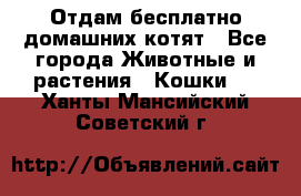 Отдам бесплатно домашних котят - Все города Животные и растения » Кошки   . Ханты-Мансийский,Советский г.